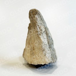 Siderita